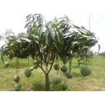 Grow Mango Plants